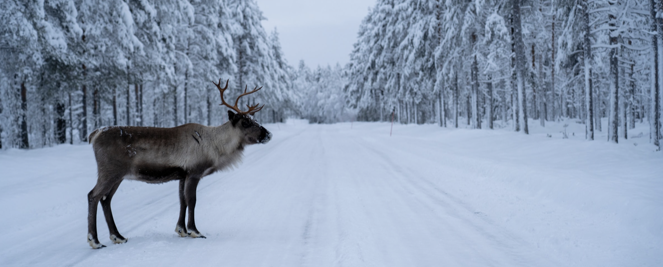 Reindeer